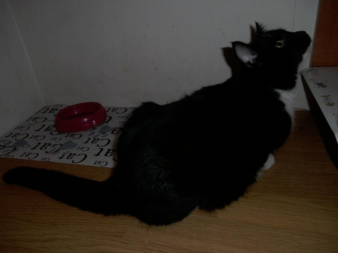 Huskat Shadow billede 19