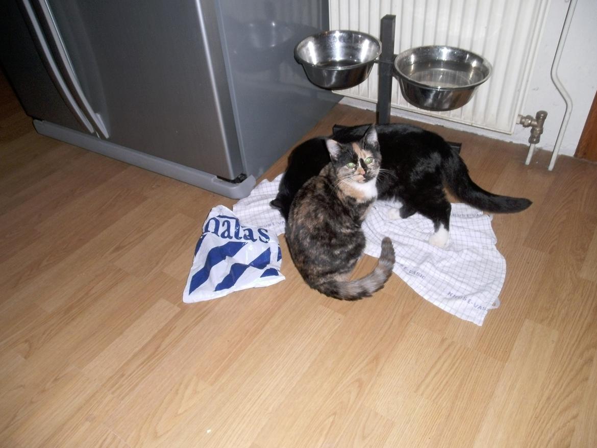 Huskat Rosie billede 17