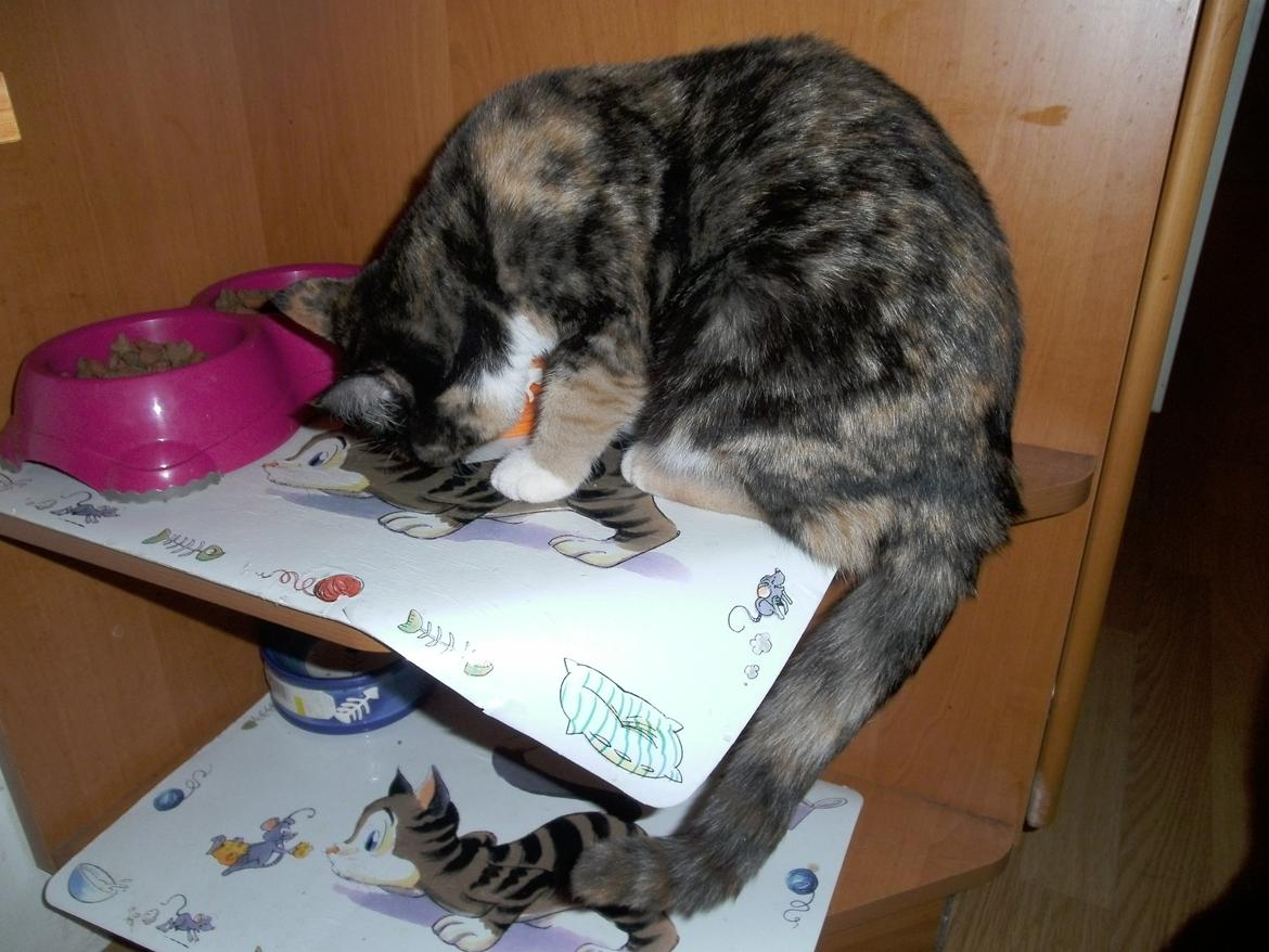 Huskat Rosie billede 18