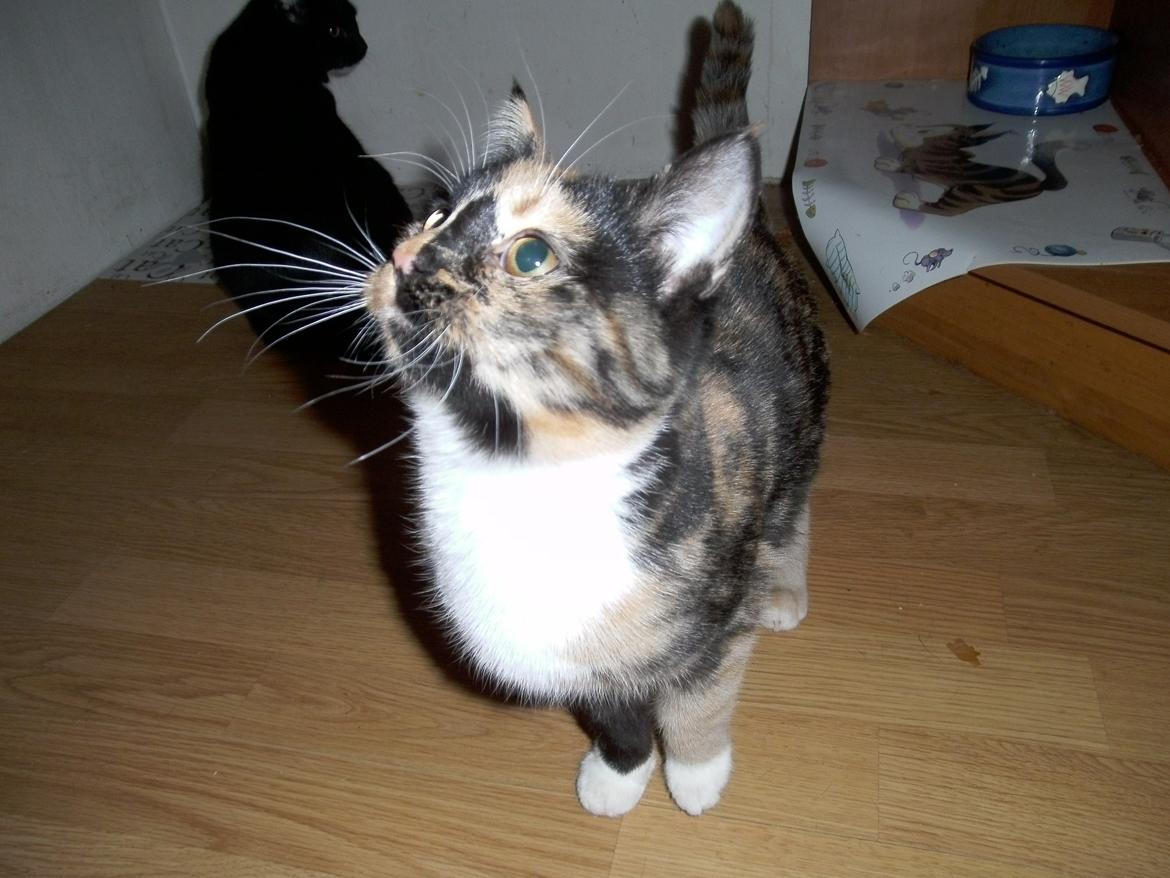 Huskat Rosie billede 19