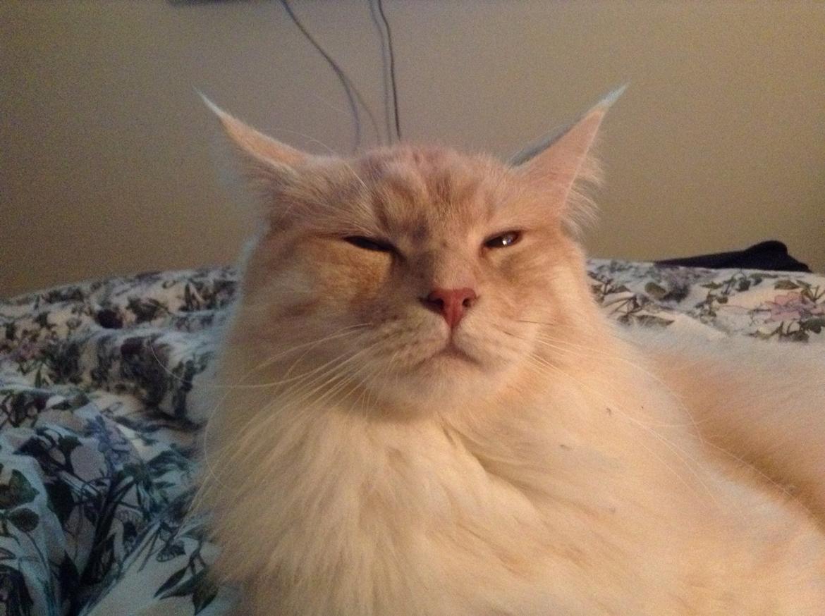 Maine Coon Mojo Emmet billede 7