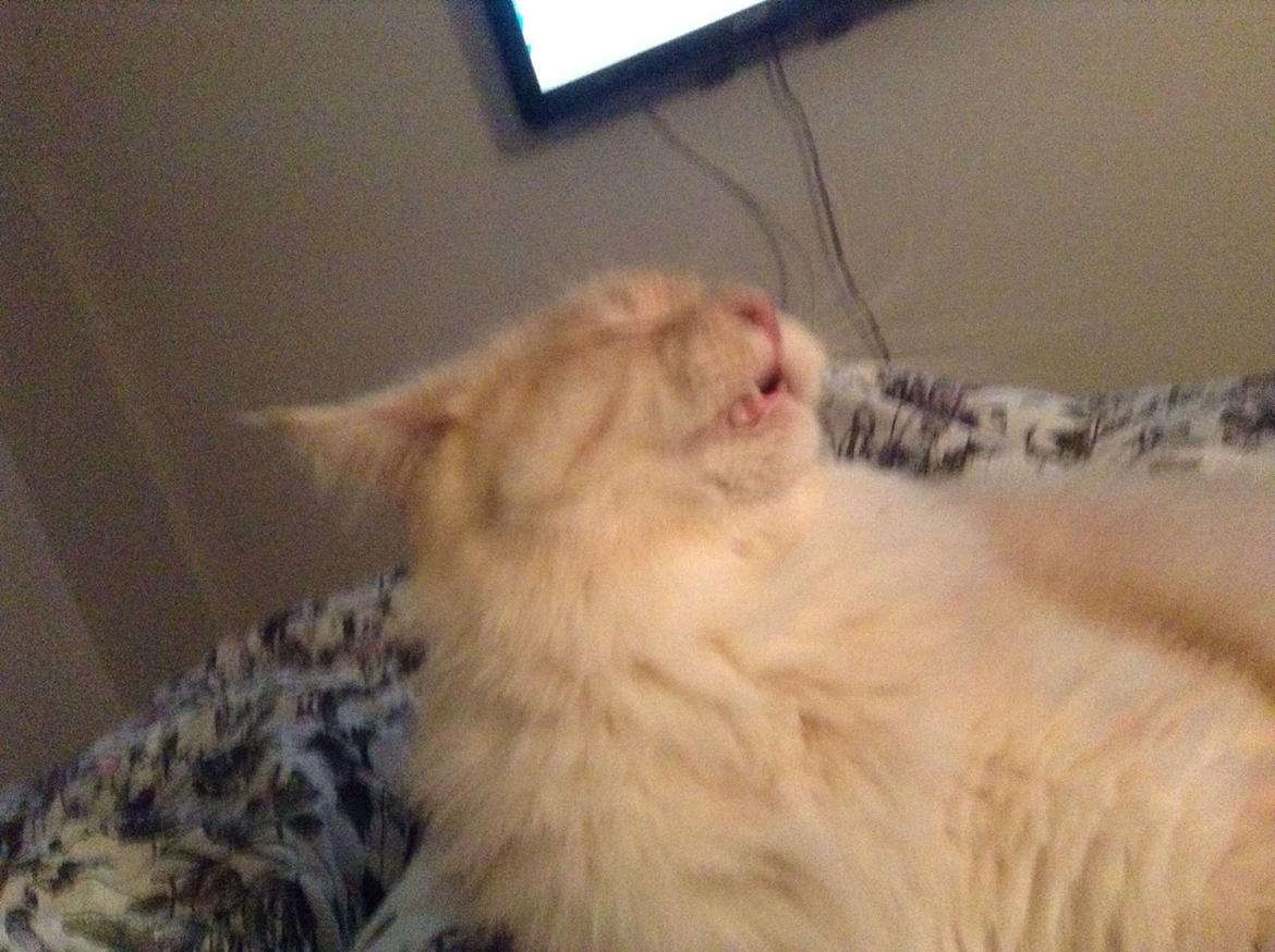 Maine Coon Mojo Emmet billede 6