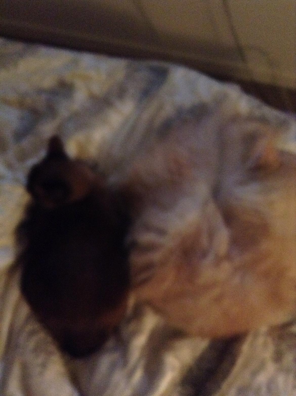 Maine Coon Mojo Emmet billede 8