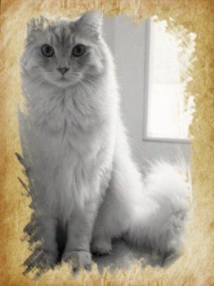 Maine Coon Mojo Emmet billede 9