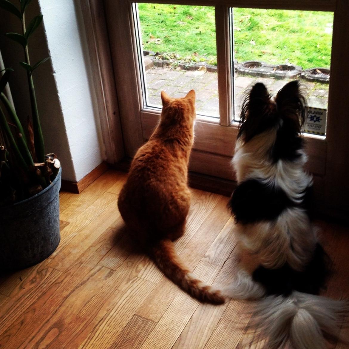 Blanding af racer Frida billede 7