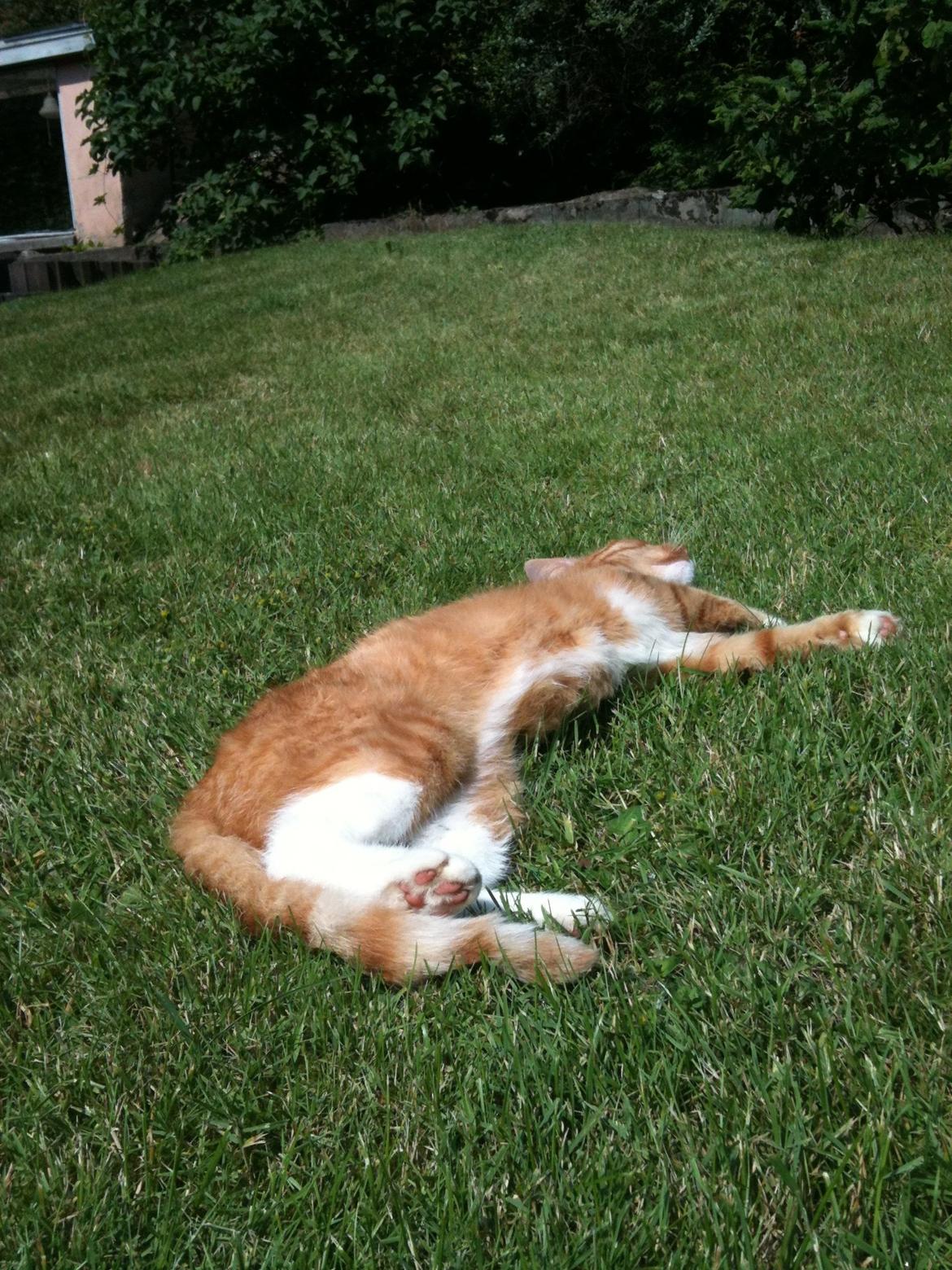 Blanding af racer Frida billede 8