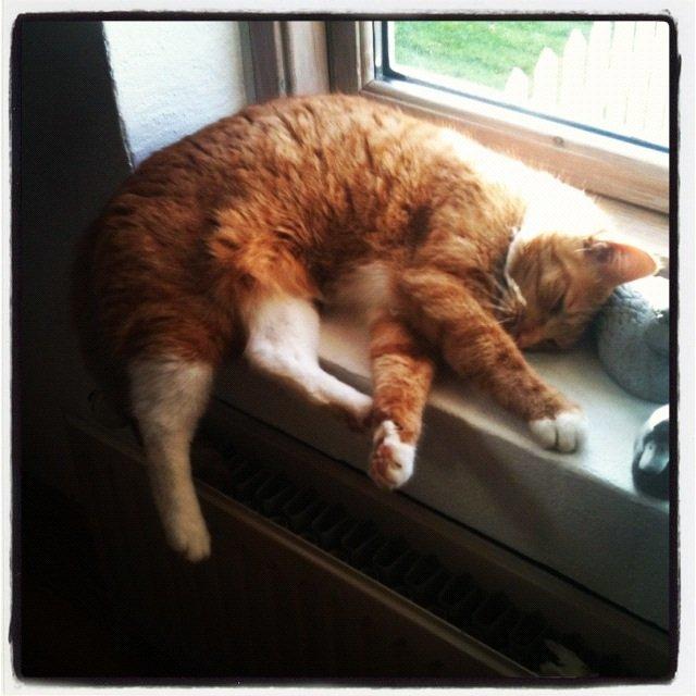 Blanding af racer Frida billede 9