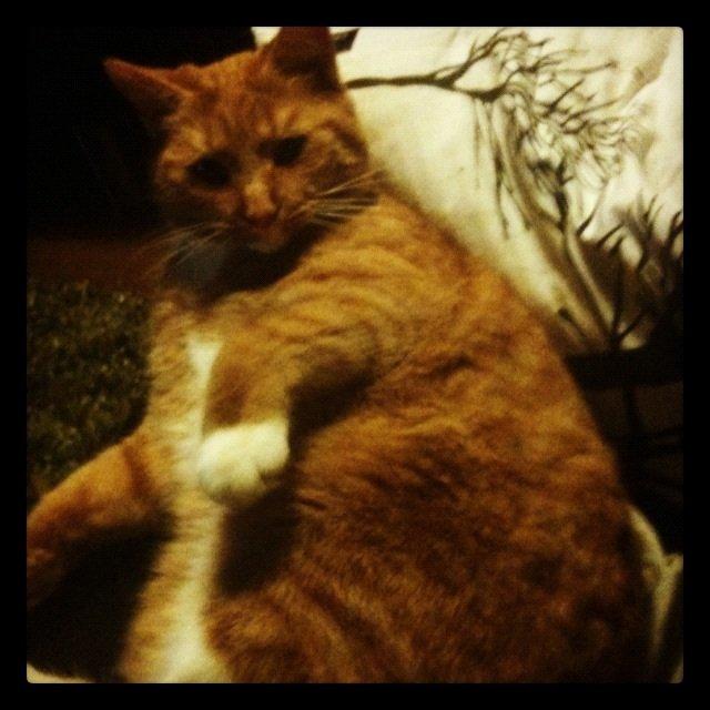 Blanding af racer Frida billede 10