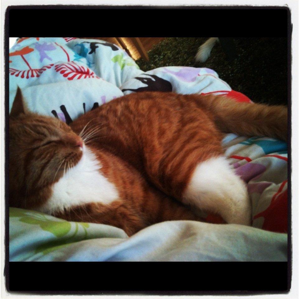 Blanding af racer Frida billede 11