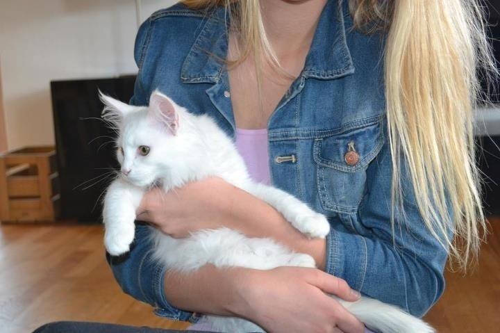 Maine Coon Andrea billede 1