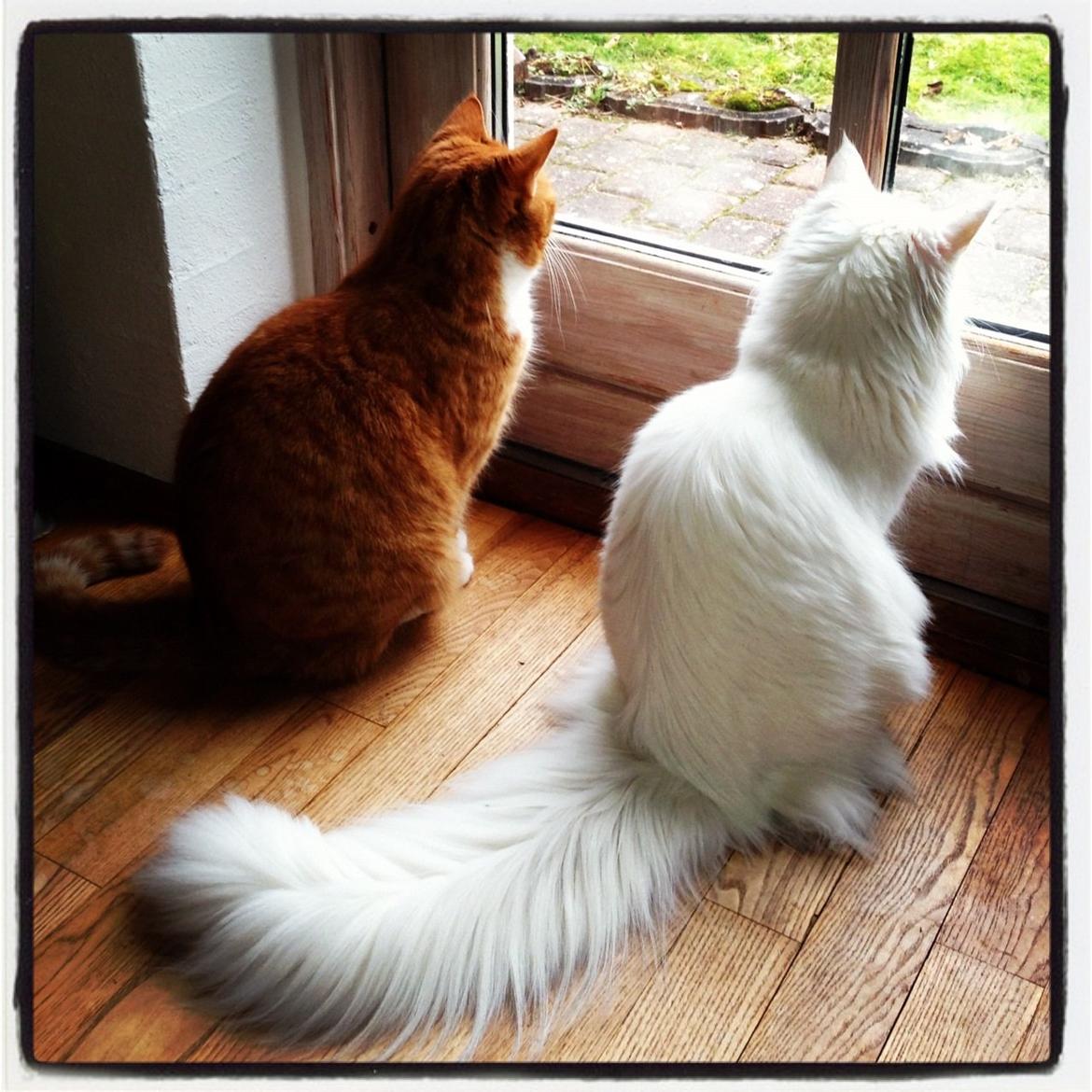 Maine Coon Andrea billede 4