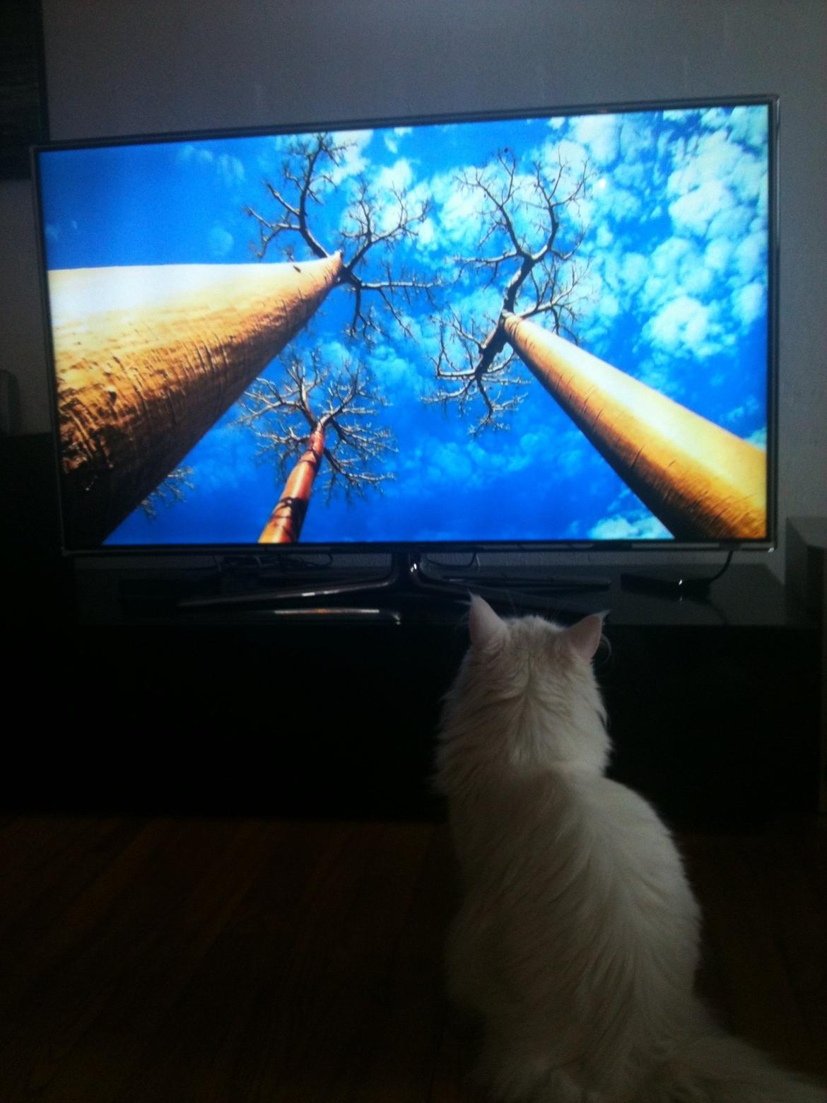 Maine Coon Andrea billede 5