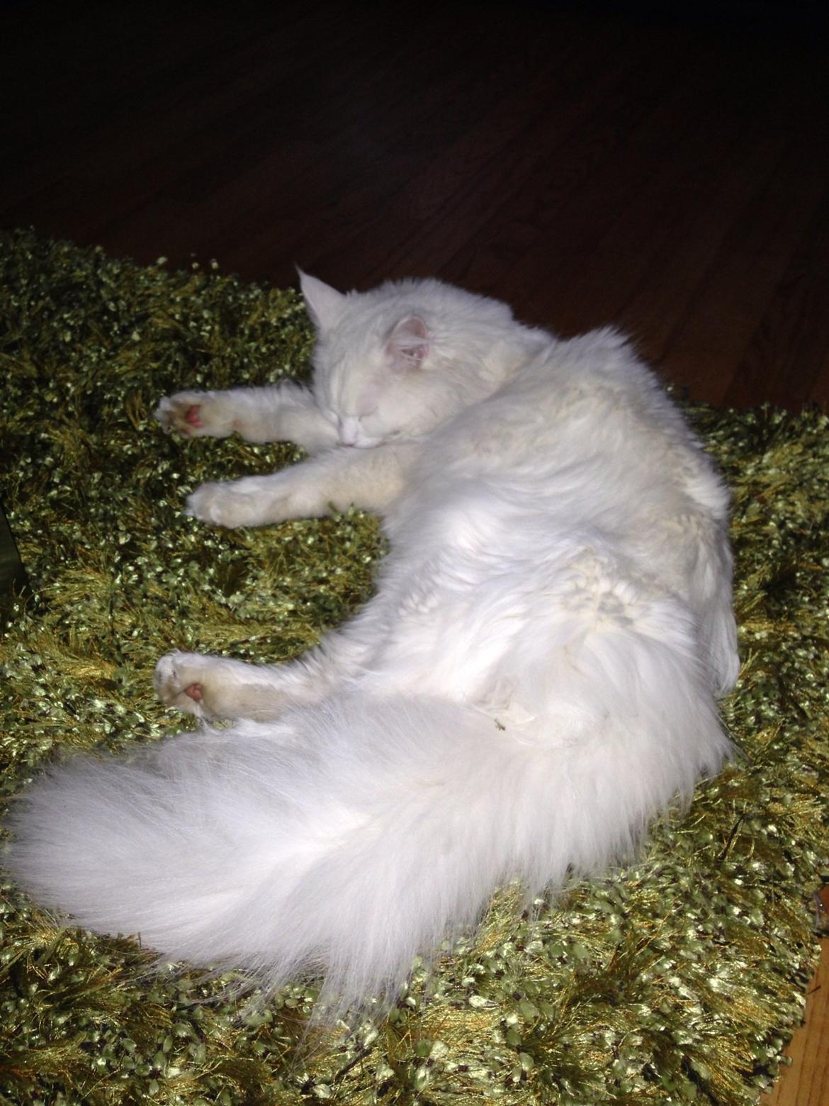 Maine Coon Andrea billede 6