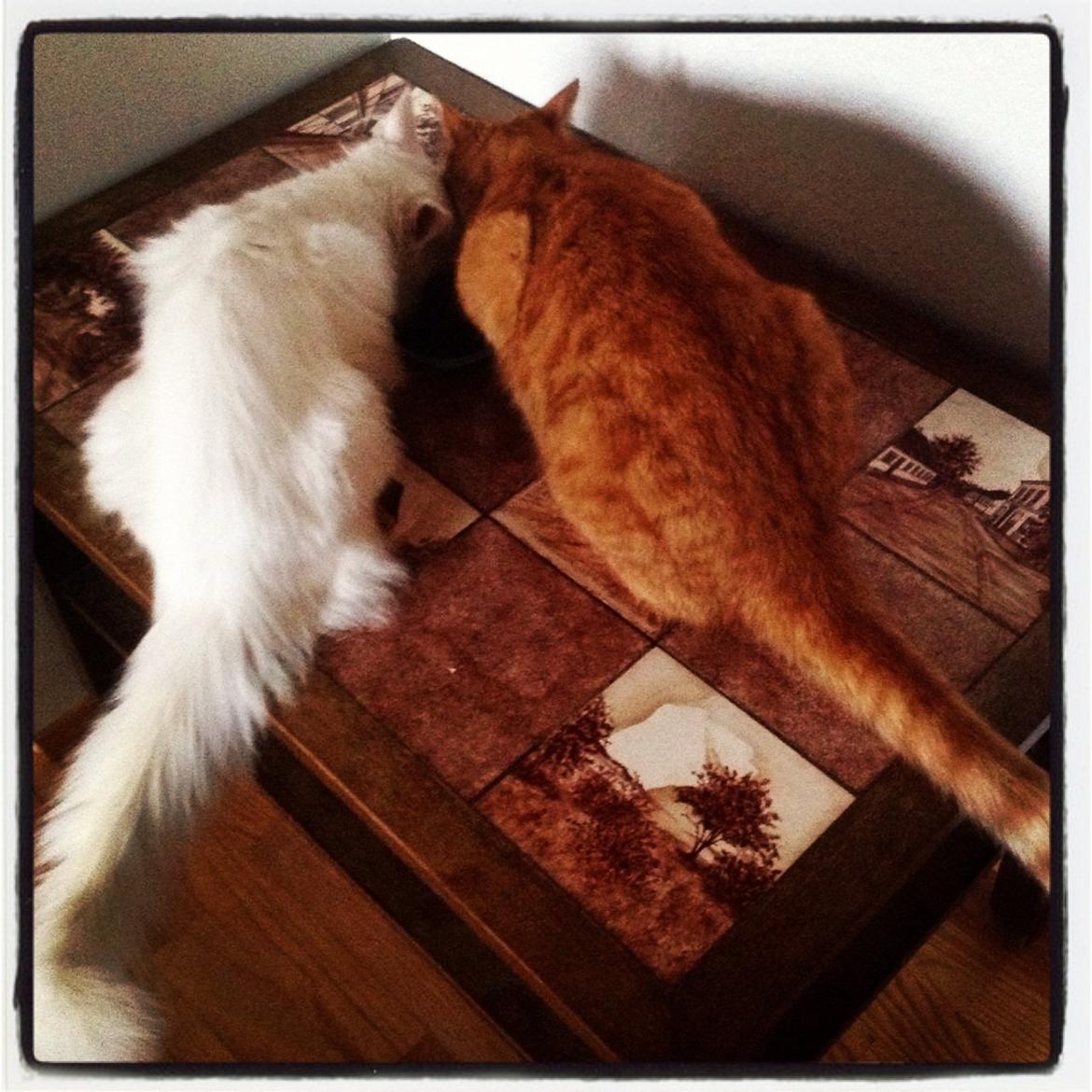 Maine Coon Andrea billede 7