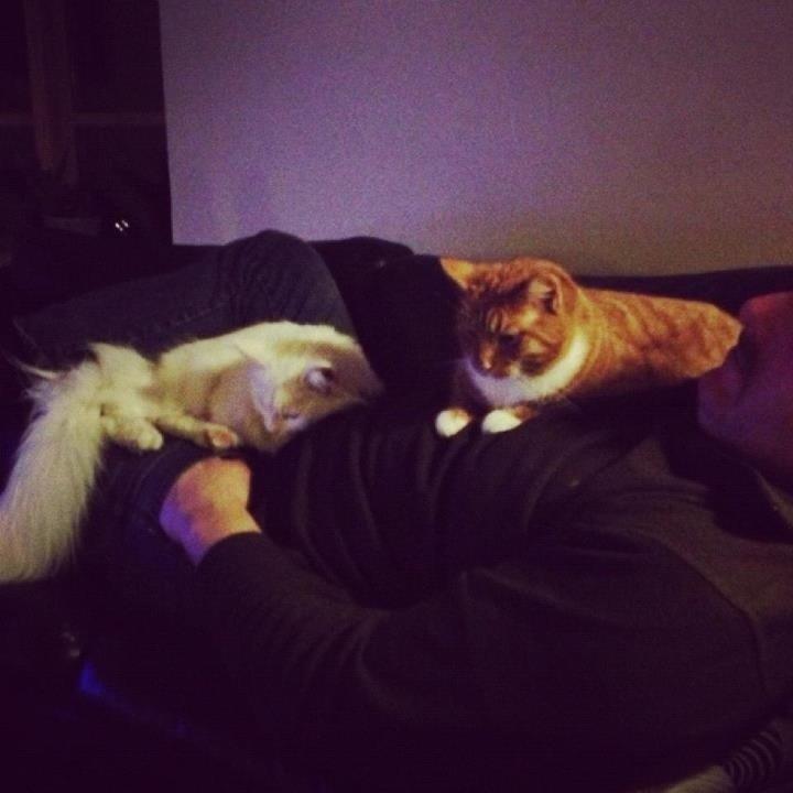 Maine Coon Andrea billede 8