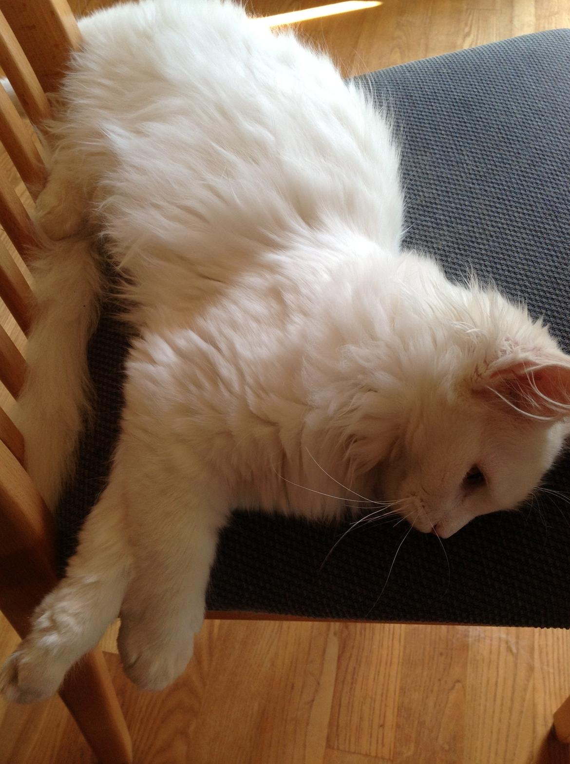 Maine Coon Andrea billede 9