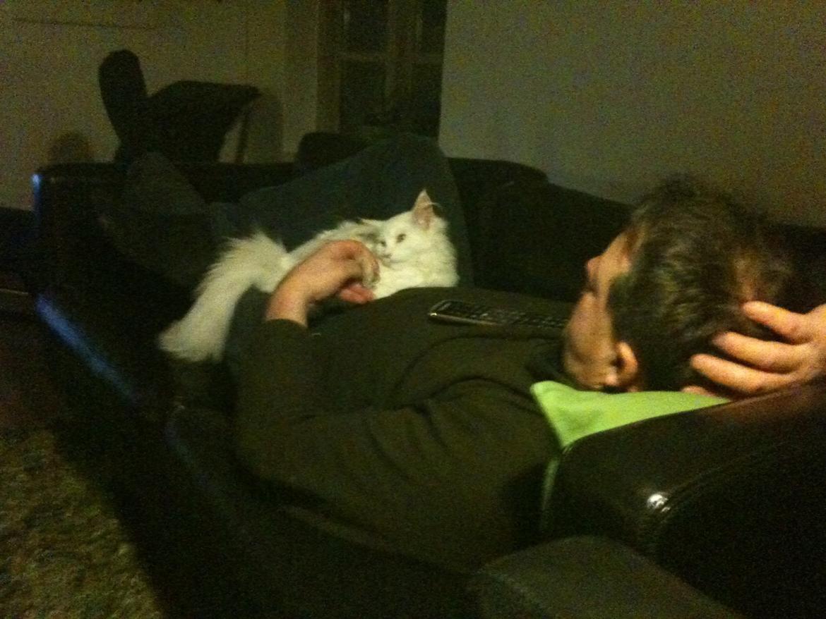 Maine Coon Andrea billede 10