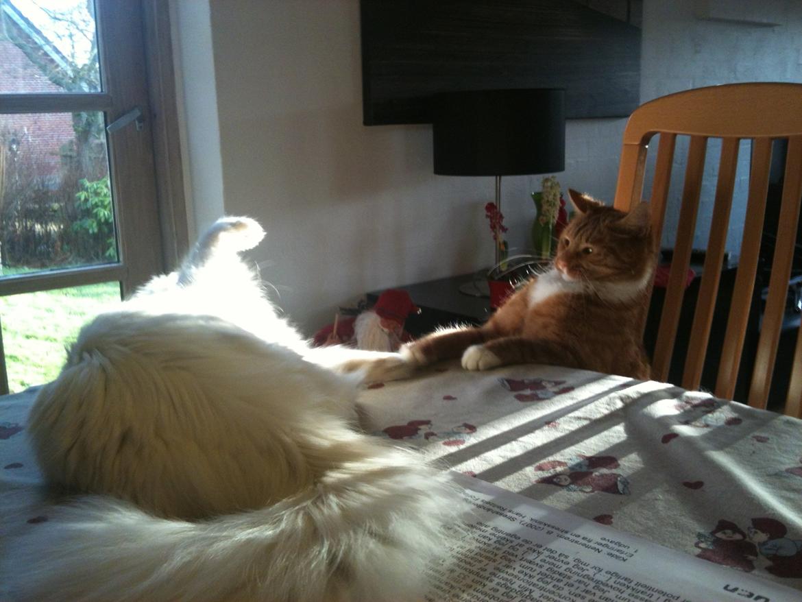 Maine Coon Andrea billede 11