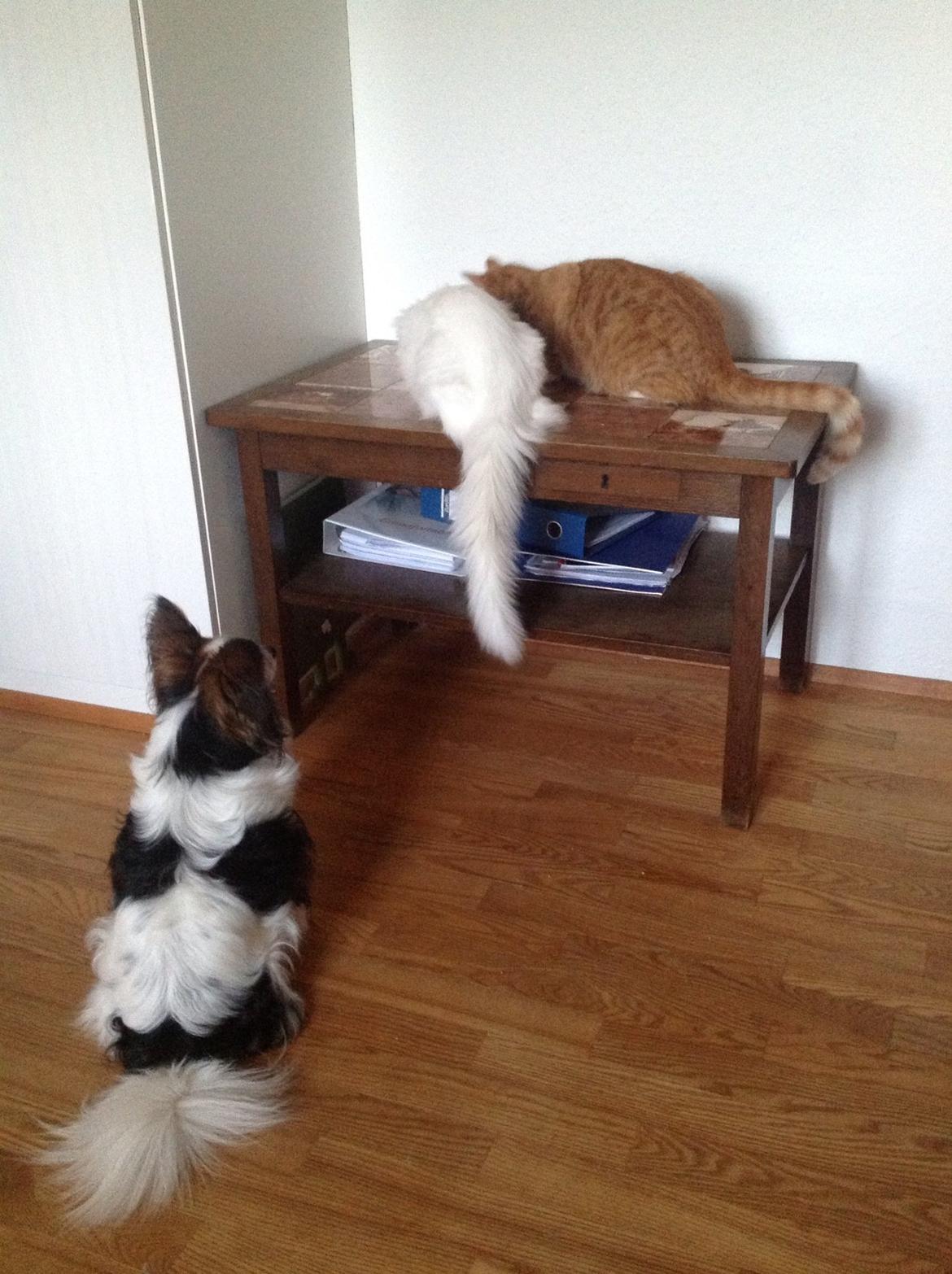 Maine Coon Andrea billede 12