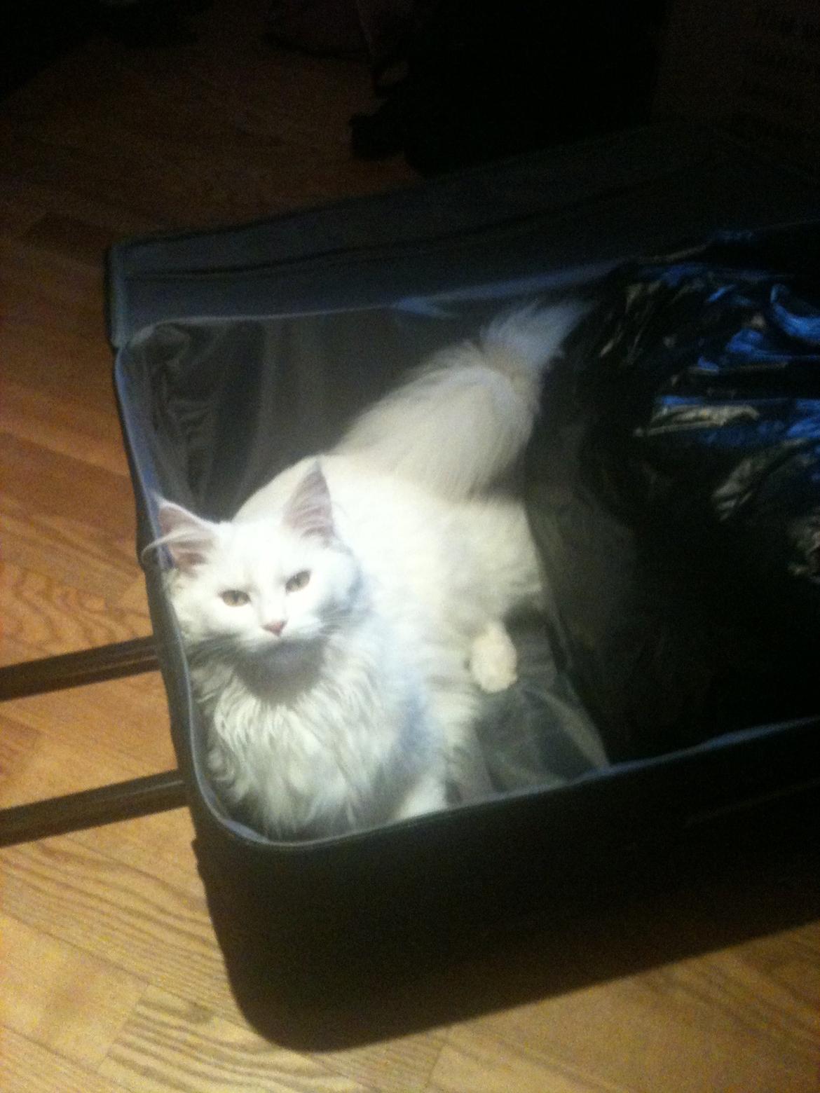 Maine Coon Andrea billede 13