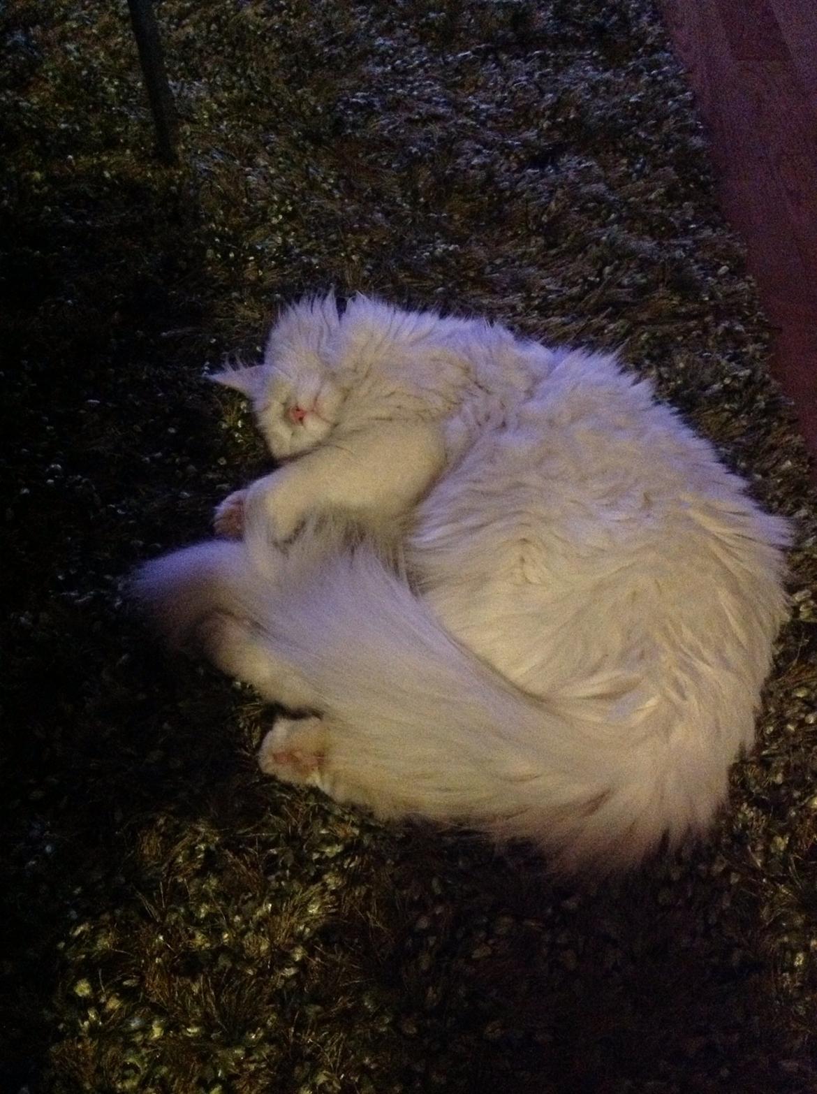 Maine Coon Andrea billede 14