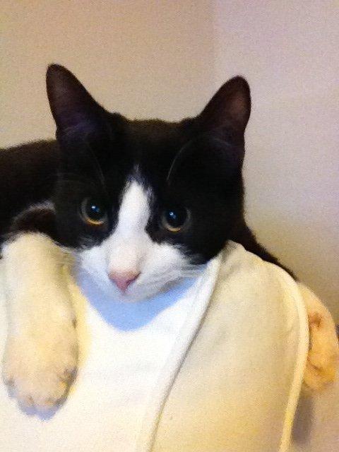 Huskat Balou billede 1