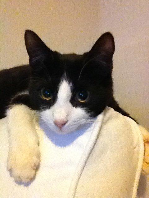 Huskat Balou billede 2