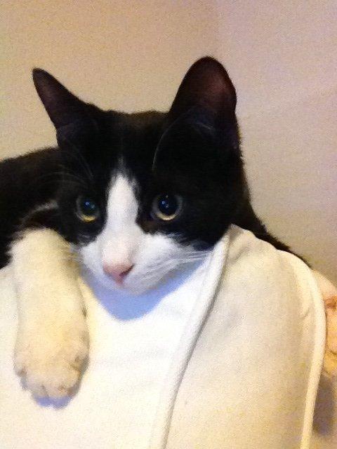 Huskat Balou billede 3