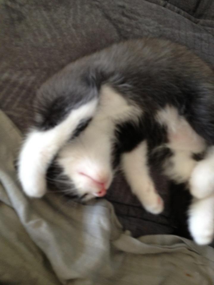 Huskat Balou billede 4