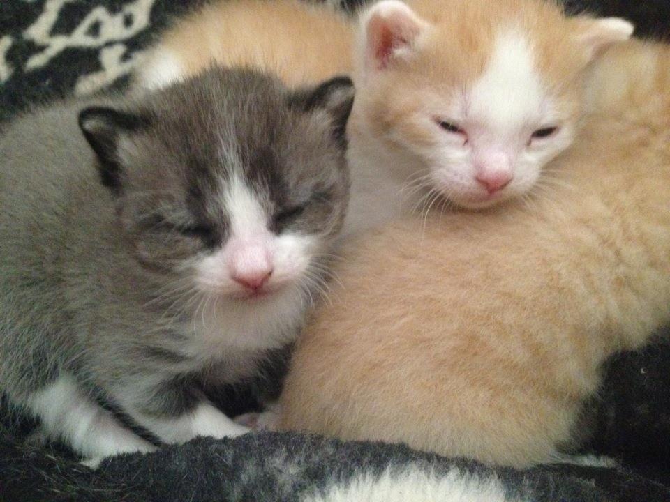 Huskat Balou billede 5