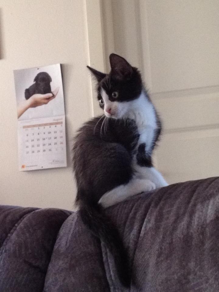 Huskat Balou billede 6