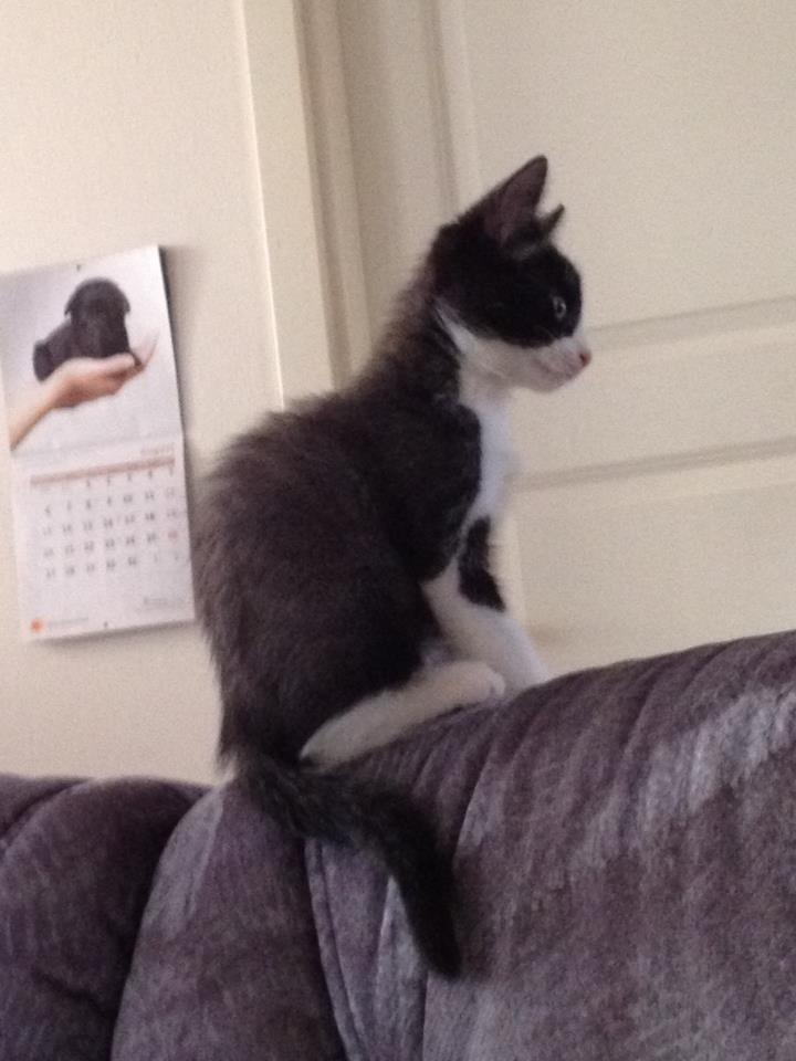 Huskat Balou billede 7