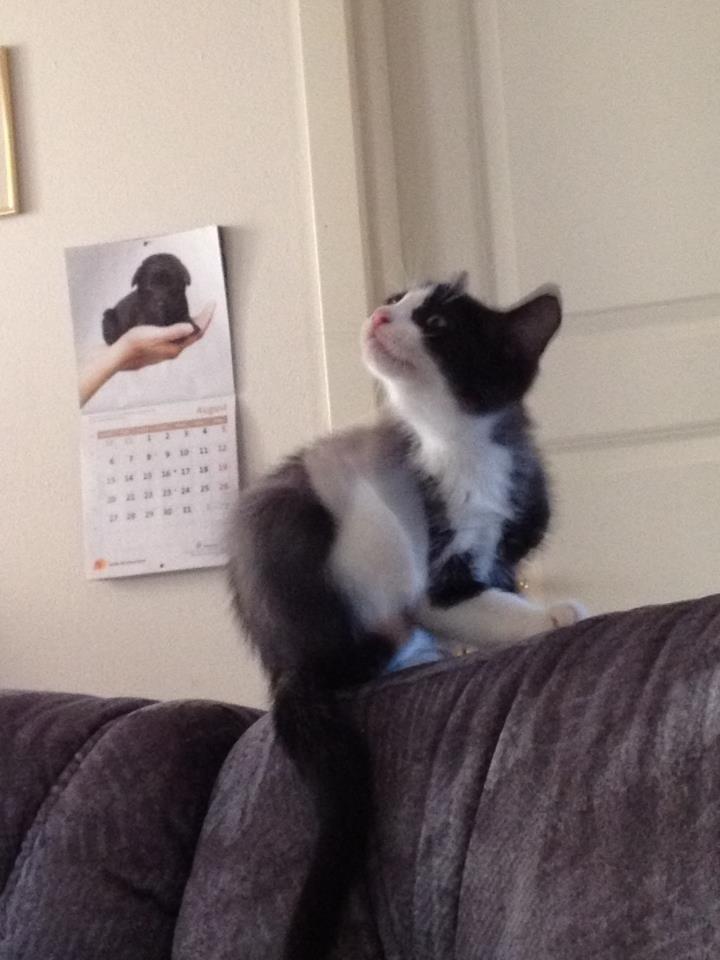 Huskat Balou billede 8