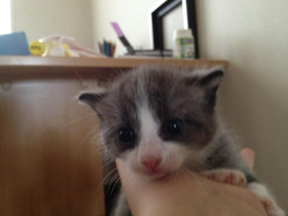 Huskat Balou billede 9