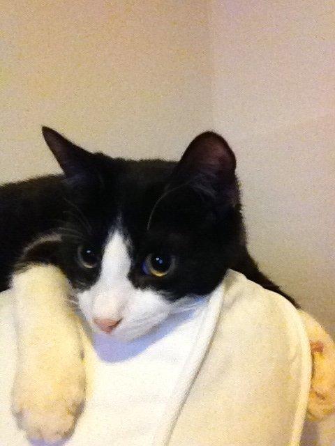 Huskat Balou billede 10