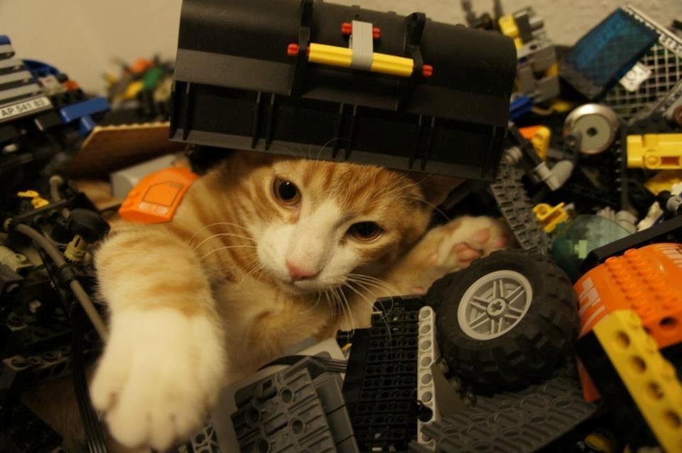 Huskat Thor - Thor elsker Lego billede 1