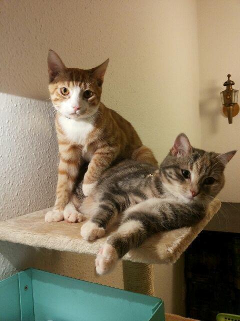 Huskat Thor billede 4