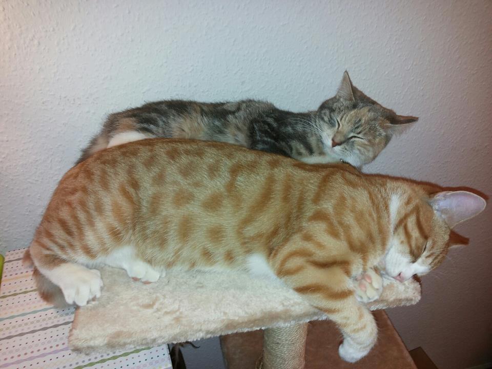 Huskat Thor billede 9