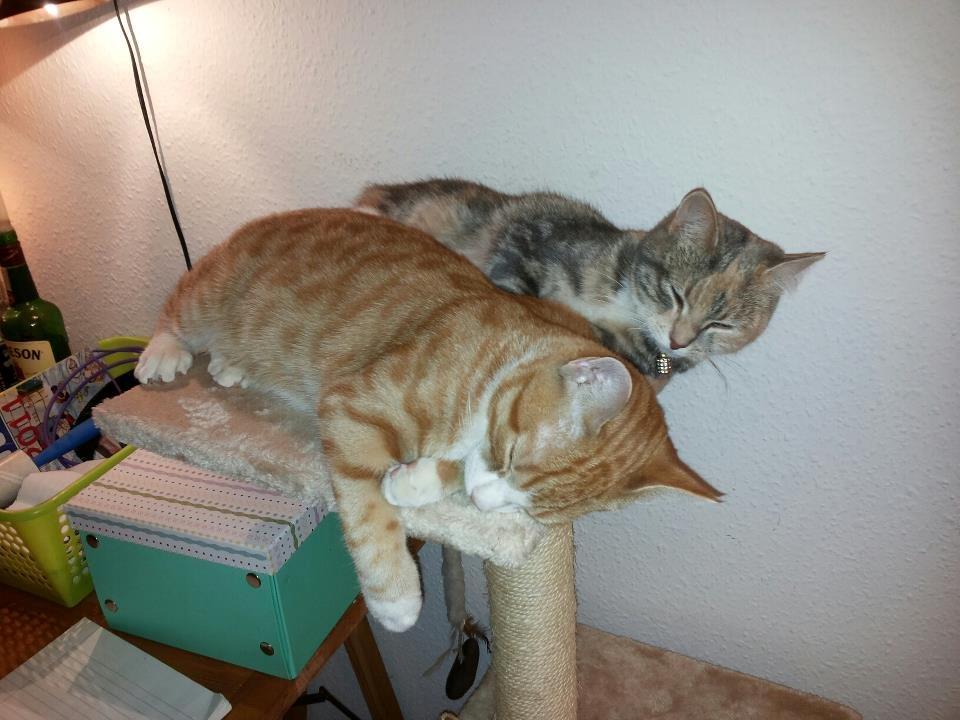 Huskat Thor billede 10