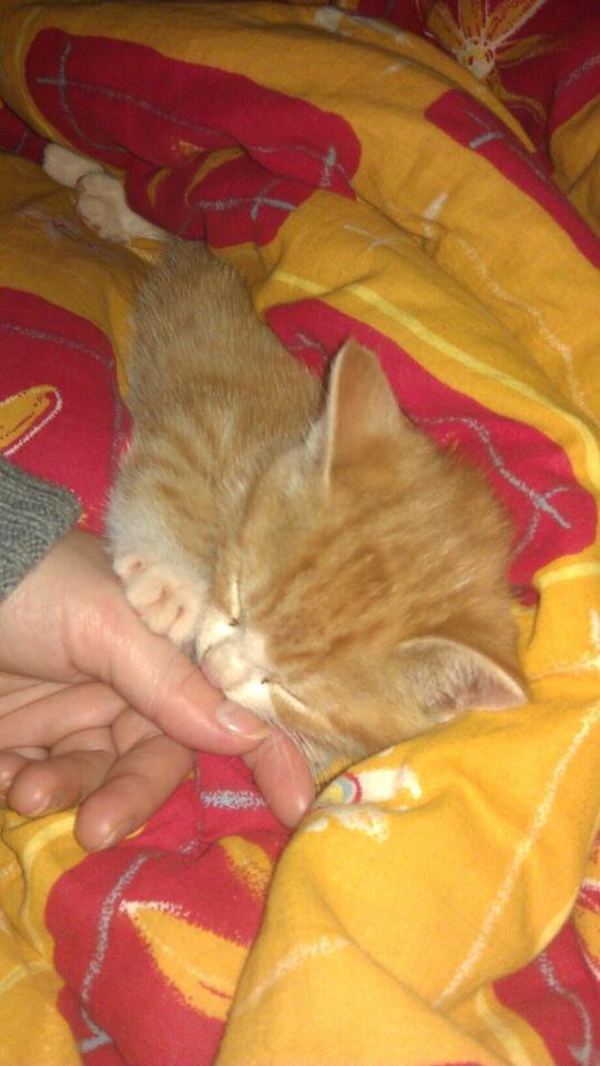 Huskat Thor - Som lille killing ;) billede 6