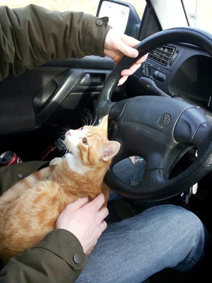 Huskat Thor - Han elsker bare at køre bil med "farmand" billede 3