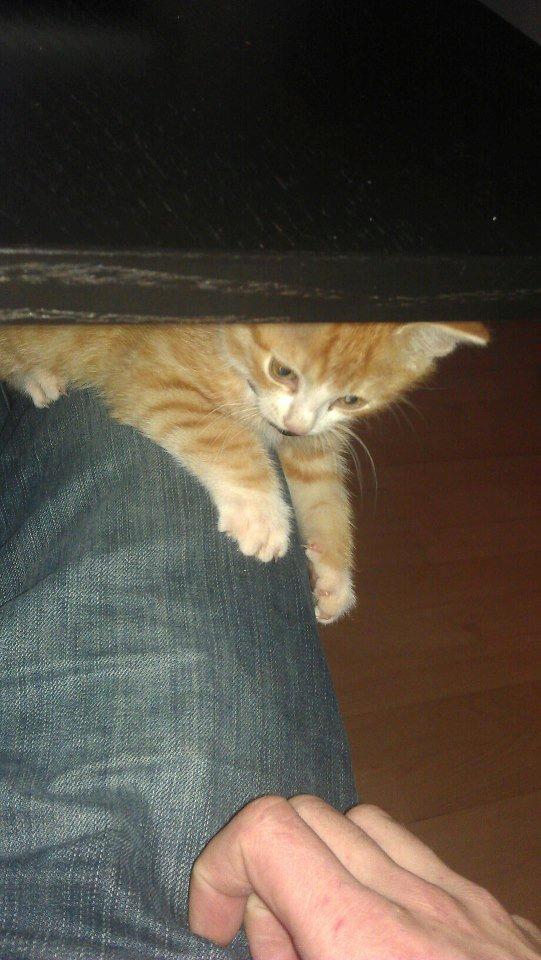 Huskat Thor - Som lille killingemis billede 5