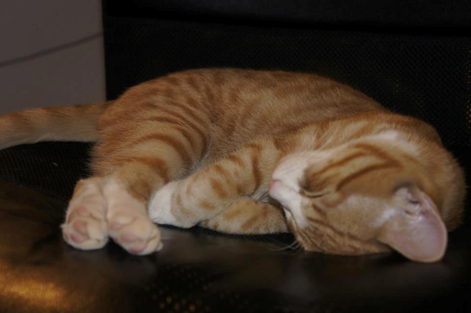 Huskat Thor billede 7