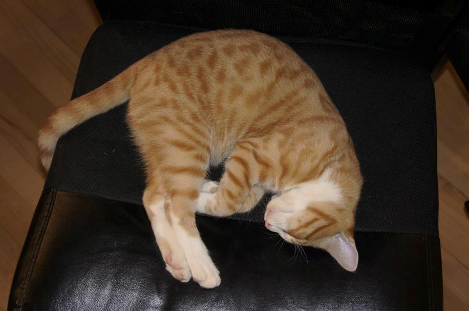 Huskat Thor billede 8