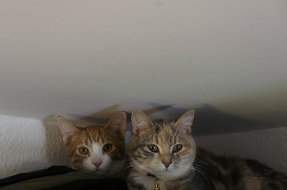 Huskat Thor billede 11