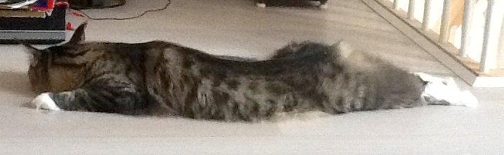 Maine Coon Igor billede 1