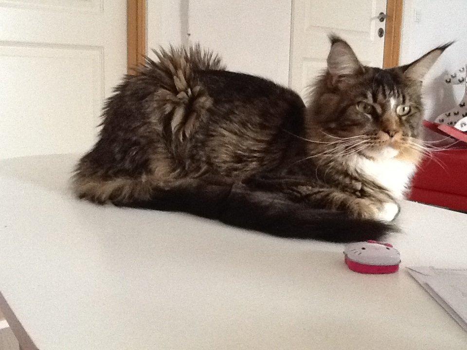 Maine Coon Igor billede 2