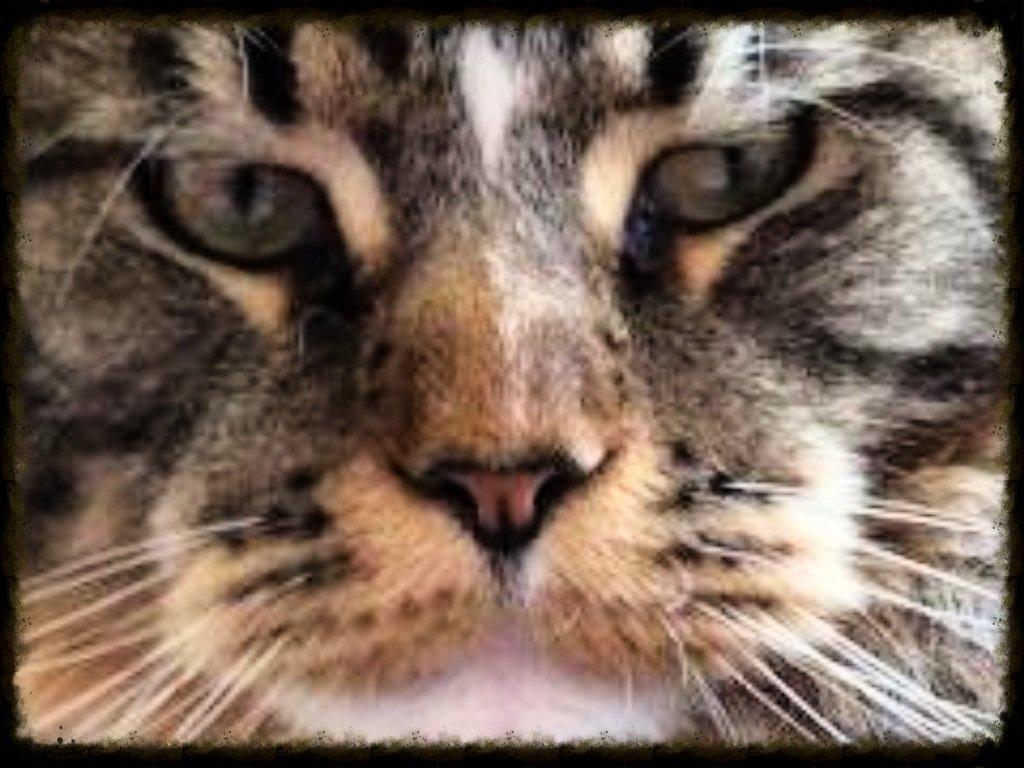 Maine Coon Igor billede 4