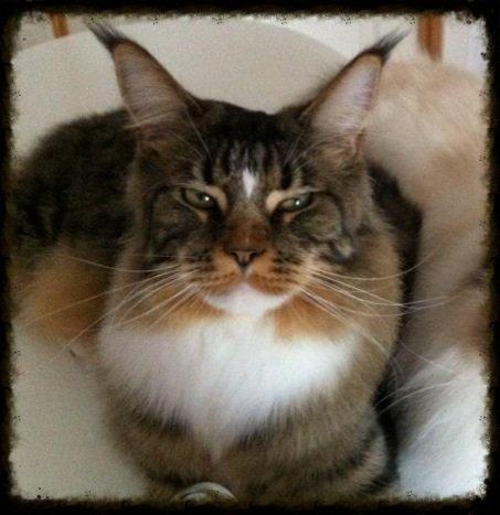 Maine Coon Igor billede 3