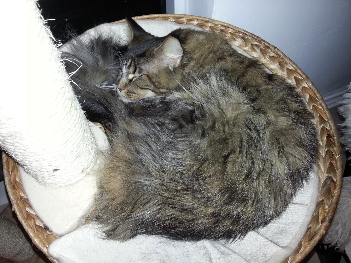 Maine Coon Igor billede 6